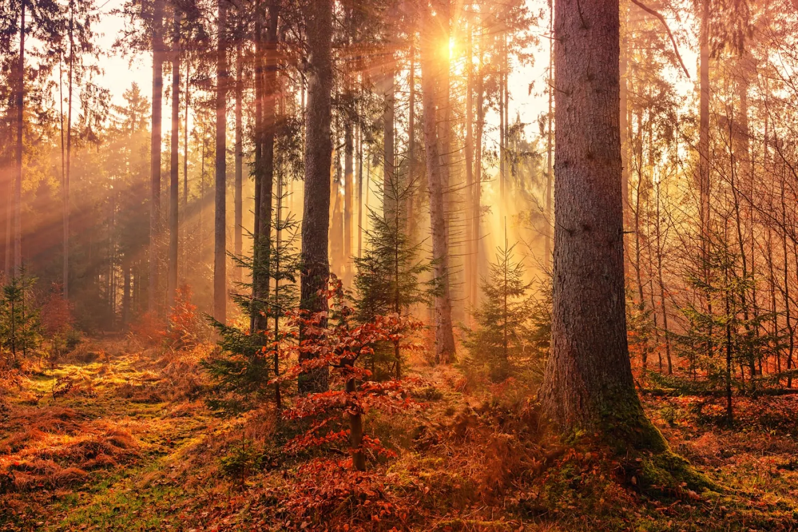 Paris & the Loire Valley — Autumn Forest